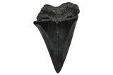 Fossil Broad-Toothed Mako Tooth - South Carolina #374794-1